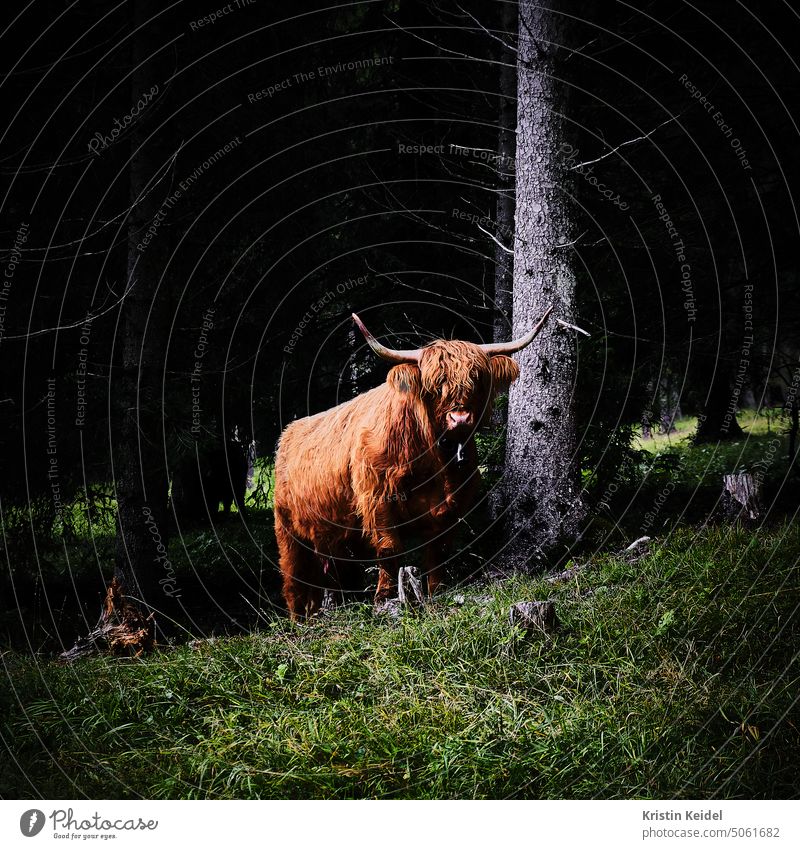 highland cattle Cow Highland cattle Brown Cor anglais Willow tree Animal portrait Cattle