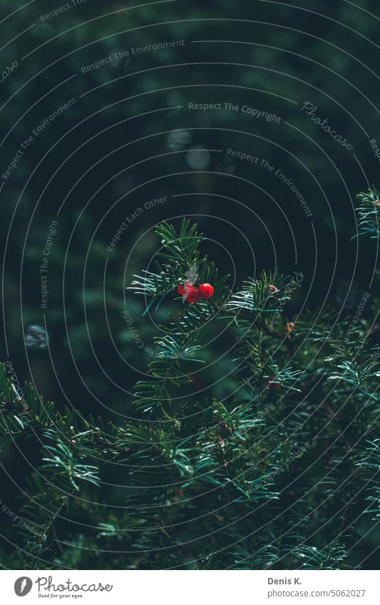 Yew with red berries Fir needle Fir tree Green Rain Tree Exterior shot Nature Environment Fir branch Close-up Twig Colour photo Day blurriness