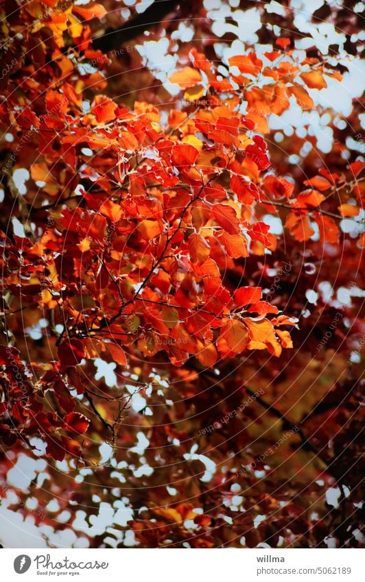 Autumn picture, leaves of copper beech Autumnal Beech tree Copper beech Autumnal colours Red Autumn leaves Tree autumn mood autumn colours