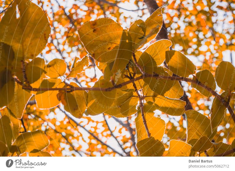 Autumn yellow leaves of the tree in the blaze of sunlight almere autumn autumn colours autumn foliage autumn leaf color background beautiful beauty blue blur