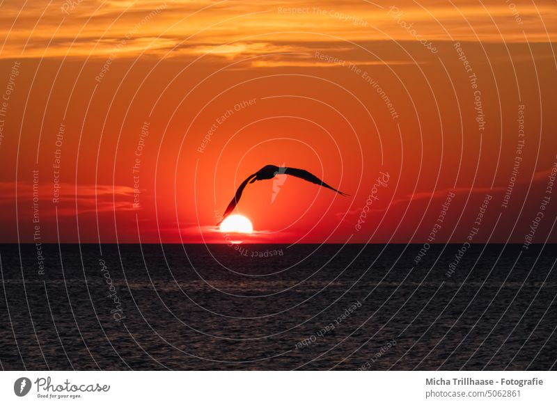 Sunset over the sea sunset dawn Sunrise Ocean Mediterranean sea Croatia Istria Cape Kamenjak Water Sky Seagull Bird Clouds sunshine Nature Landscape Sunlight