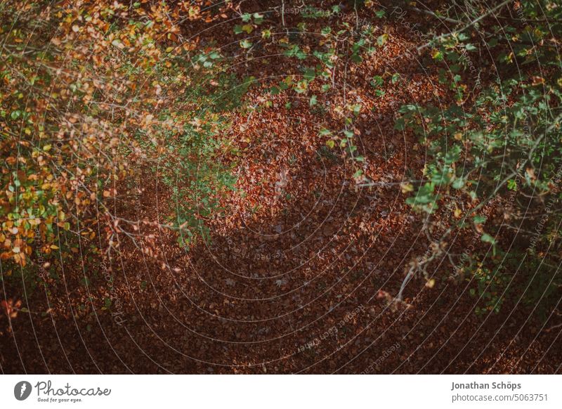 Forest floor top view in autumn Woodground foliage plan Bird's-eye view Autumn Shadow sunny branches Brown Nature Deserted Tree Exterior shot Plant Environment