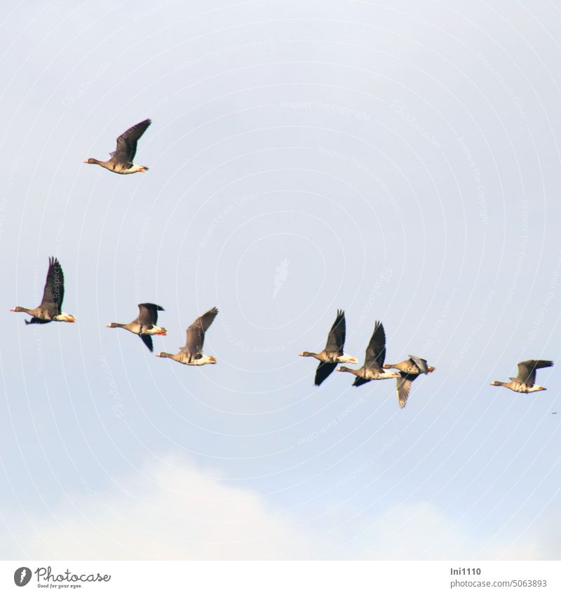 White-fronted geese in flight animals Group of animals group birds field goose Wild goose Sky