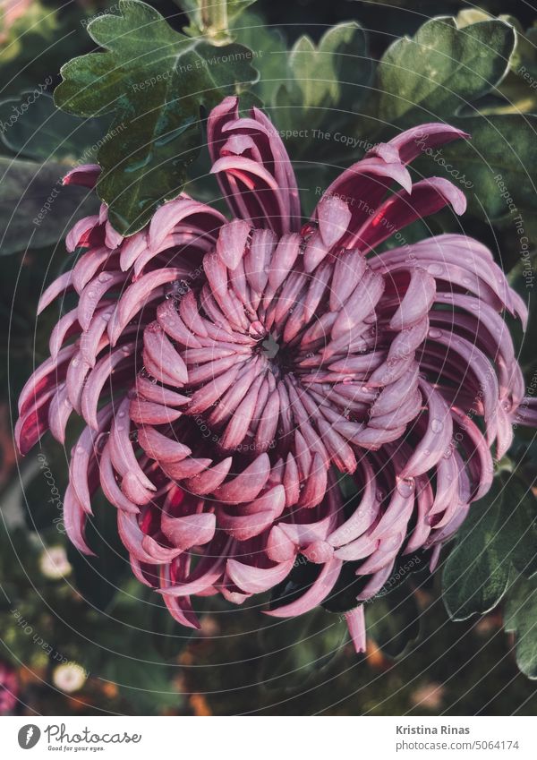 A crysanthemum plant in purple in autumn with dew drops Crysanthemum Autumn morning dew Magenta blossoming blossoms Nature Plant Flower Green Garden Close-up