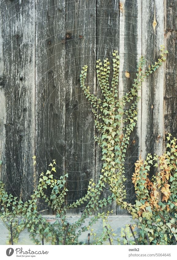 climbing tour Ivy vines Wall plant Creeper enchanted leaves Wood Facade Growth Detail Close-up Long shot detailed view Foliage plant Nature Environment