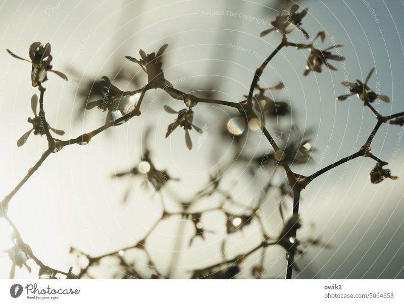 Sophisticated Baby's-breath Thin Transparent Plant Delicate Fragile Small Close-up Macro (Extreme close-up) naturally Wet Drops of water twigs Mysterious