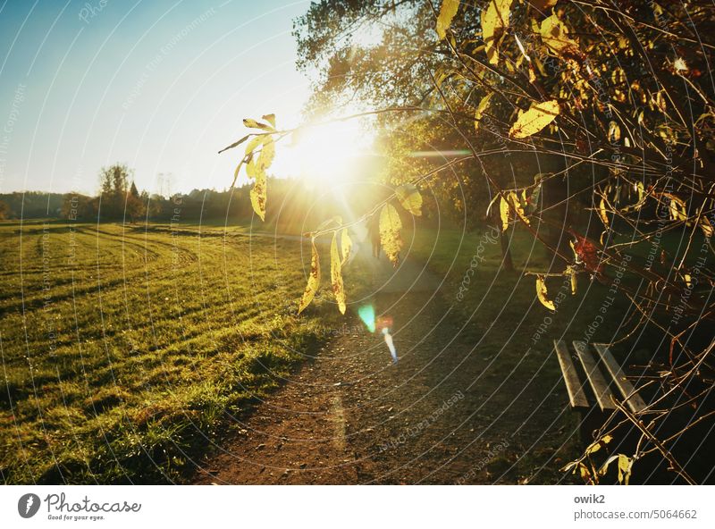 Comes autumn, comes rest Autumn leaves Park Bench Seating Park bench Wood Twigs and branches Tree Nature Environment Yellow Change Transience Lanes & trails