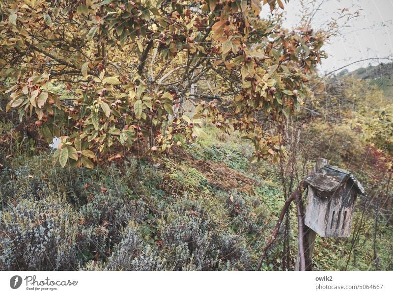 Tiny House Birdhouse Feeding area Autumn Tree Autumnal colours Twigs and branches Exterior shot Colour photo Deserted Shallow depth of field Transience