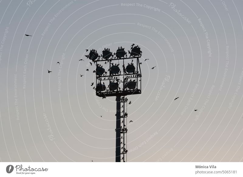 Silhouette of a flock of starlings in the spotlights of a soccer field silhouette backlighting birds fly focus tower Flock of birds Flying Flight of the birds