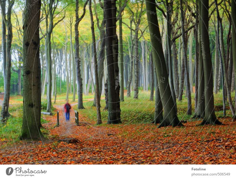 Ghost forest with ghost Human being Environment Nature Landscape Plant Elements Earth Autumn Tree Leaf Forest Bright Natural Green Red Ghosts & Spectres