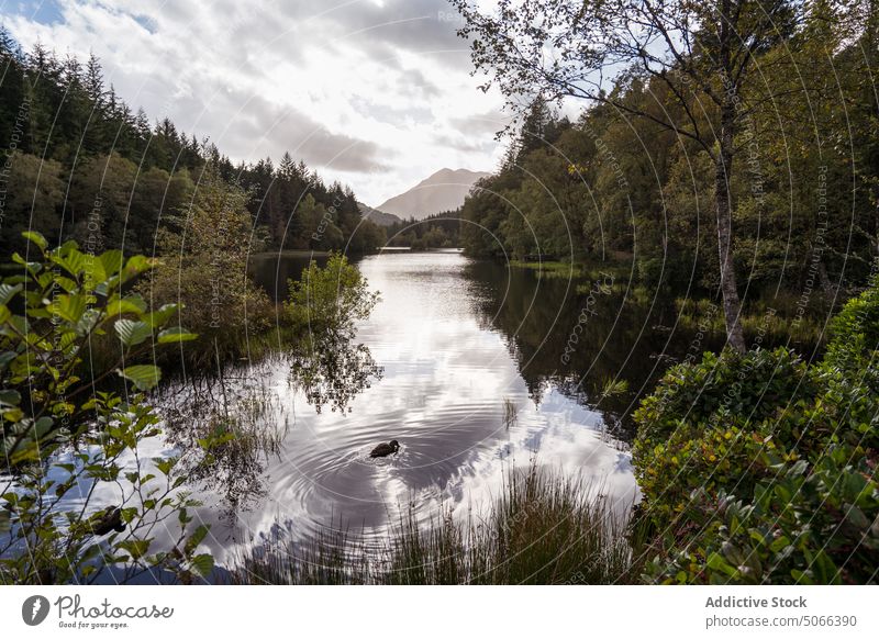 Calm lake near lush forest mountain sunrise morning duck calm tree cloudy glencoe lochan scotland uk united kingdom scottish highlands water landscape terrain