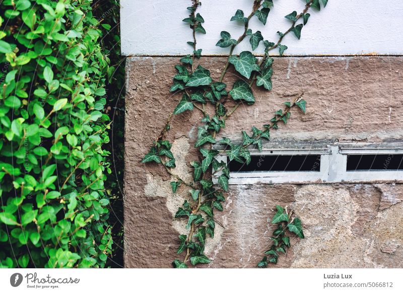 Mailbox slots on the vacant house, already partially occupied by ivy Old Empty forsake sb./sth. orphan Ivy conquest Conquer wax Growth Green Wall (barrier)