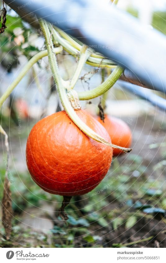 fresh garden vegetables pumpkin Vegetable Garden self-sufficiency self-catering raised Leek vegetable Leek stalk Zucchini vegetable box organic Organic produce