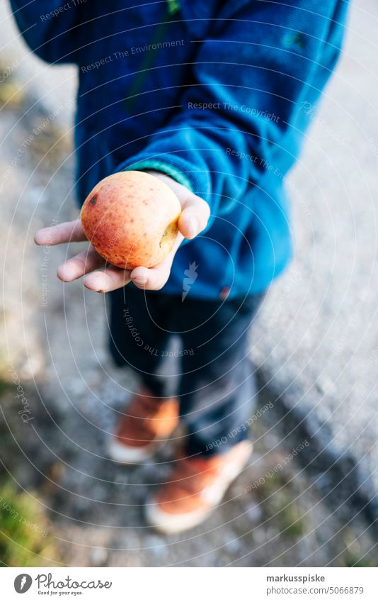 urban gardening apple fruit Bio GMO free agriculture biodynamic bloom breed breeding controlled farming cultivation food fruits guerilla horticulture locavore