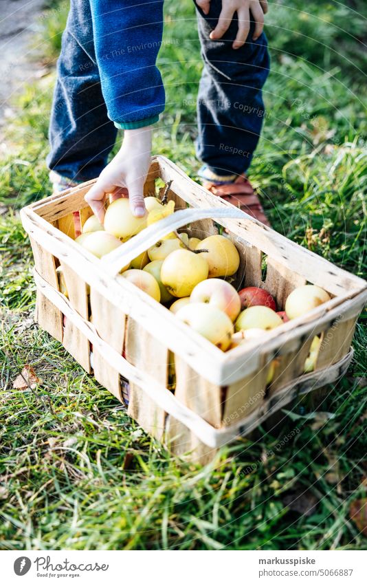 urban gardening apple fruit Bio GMO free agriculture biodynamic bloom breed breeding controlled farming cultivation food fruits guerilla horticulture locavore