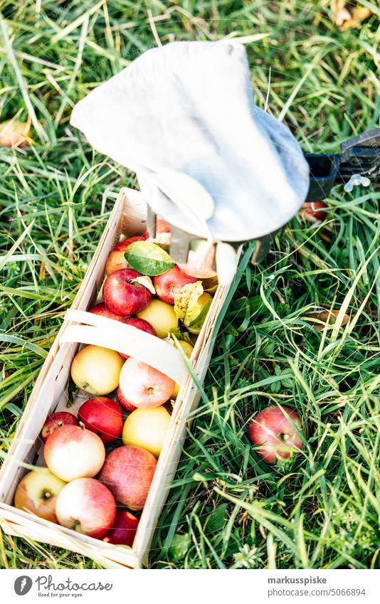 urban gardening apple fruit Bio GMO free agriculture biodynamic bloom breed breeding controlled farming cultivation food fruits guerilla horticulture locavore