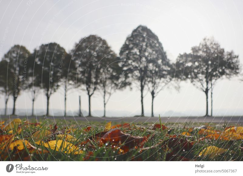 3100 dew drops on a meadow with autumn leaves, in the background trees of an avenue in the mist Meadow Drop Grass foliage Autumn leaves Tree Avenue Fog