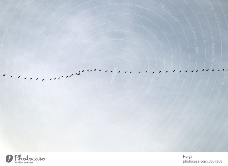 Many cranes flying in a row against cloudy sky Bird Crane Migratory bird bird migration Chain Row Formation Sky Clouds Autumn Bird of happiness Nature Flying