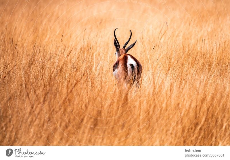 loner Love of animals Animal protection aridity Savannah Grass Impressive especially Landscape Vacation & Travel Nature Freedom Adventure Colour photo travel