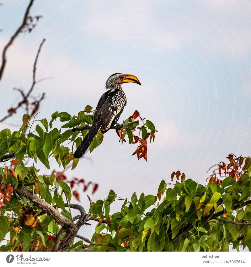 guard hornbill yellow-billed hornbill Impressive Hornbills toko Beak Bird Wild animal Fantastic Exceptional Animal portrait Free Wilderness Namibia Safari