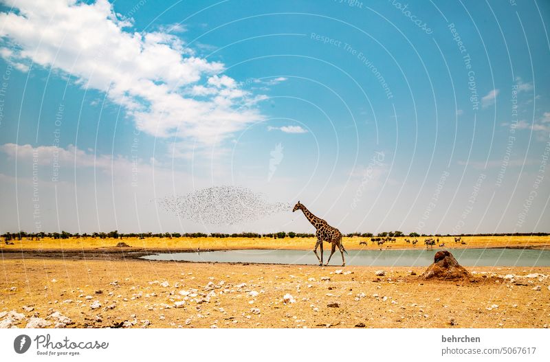 thinking giraffe etosha national park Etosha Etosha pan Flock of birds Clouds Free Animal portrait Exceptional Fantastic Wild animal Wilderness Waterhole Safari