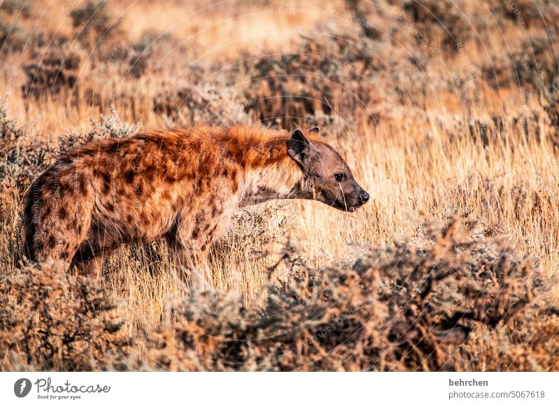 ugly five Animal face Bushes covert Wildlife Animal portrait Grass etosha national park Etosha Africa Namibia Exterior shot Wanderlust Colour photo Freedom