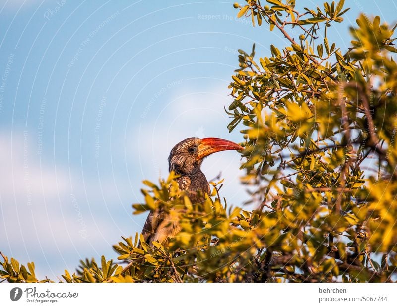 monteiro-toko hornbill Impressive Hornbills Beak Bird Wild animal Fantastic Exceptional Animal portrait Free Wilderness Namibia Africa Far-off places Wanderlust