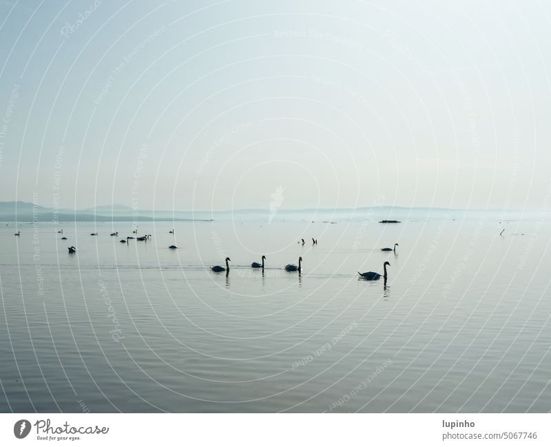 Many swans in the estuary, in the hazy morning light Izonso Delta Morning Nature Peaceful fog strips Italy Calm Ocean River