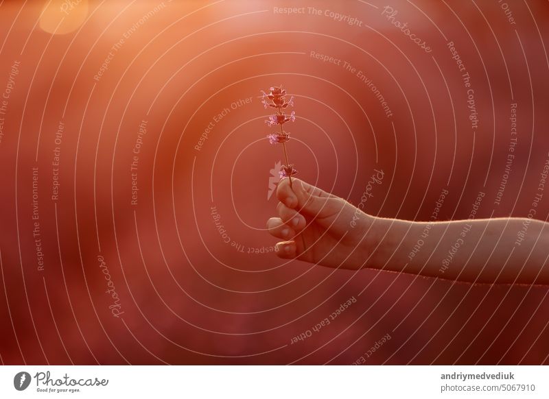 hand of child is holding a lavender flower in the middle of the lavender field on sunset light background. Beautiful purple lavender flowers. Love of nature, harmony. copy space