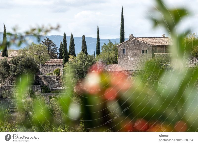 les fleurs du sud Village stone house Cypress French Provence Village house Country house Rural rural blossoms luscious Blossoming Flower Far-off places