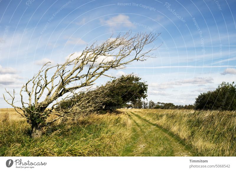 Old and young by the wayside trees Bleak dead youthful leafy vivacious Wind cripple Lanes & trails Curved Grass Grassland Sky Blue Clouds White