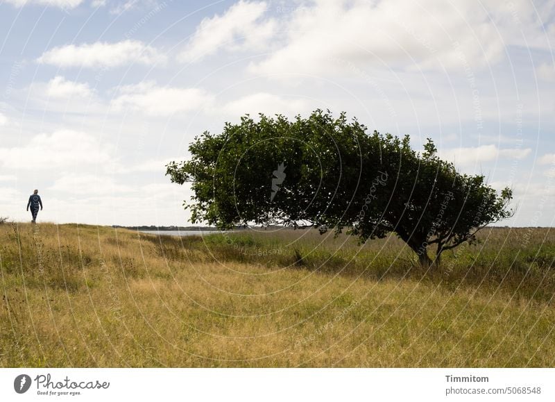 The feeling of being watched Woman To go for a walk Tree Wind cripple Observe Eerie Affection Meadow grasses Island Fjord Water Denmark Sky Clouds Horizon