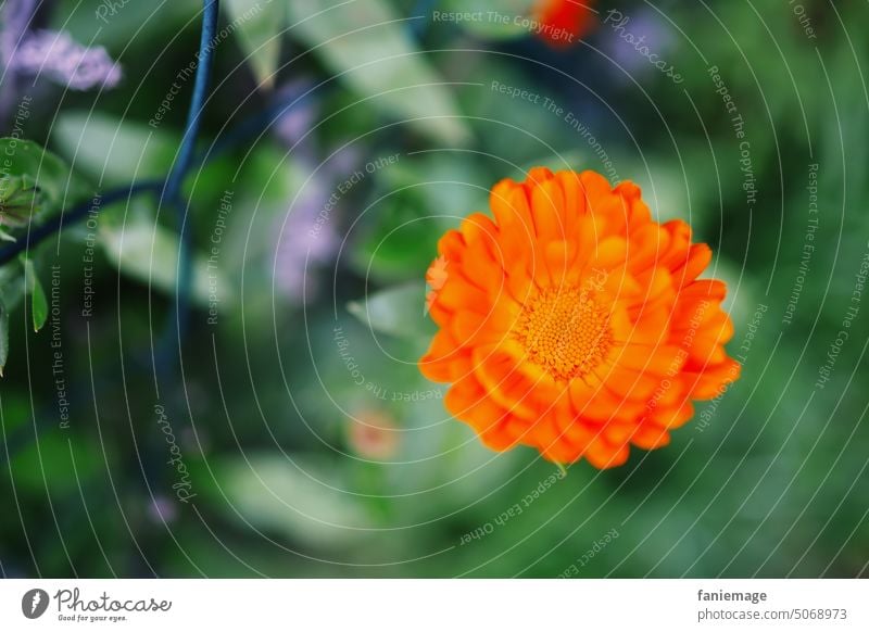 Zaunblüte Gartenzaun Ringelblume Blume Draht orange grün leuchtend leuchtende Farben Außenaufnahme Makro Herbst blühend Blüte kräftig freigestellt Natur