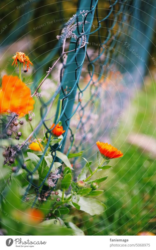 Blumen am Gartenzaun orange Zaun Drahtzaun grün Gras Unkraut Herbstblumen Spaziergang wachsen verblüht blühend leuchtende Farben Natur streben