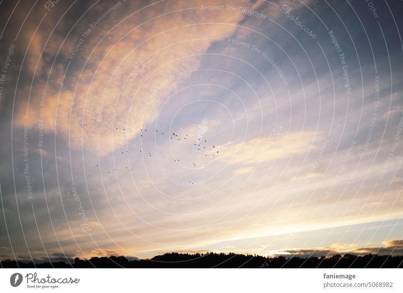 Abendstimmung Vögel Flug Wolken Wölkchen Dämmerung Himmel Streifen wolkig bewölkt Textfreiraum diagonal hellblau Wipfel Baumreihe Wolkenformation Stimmung