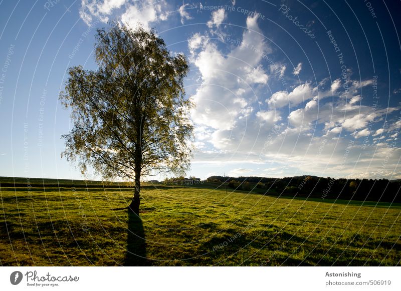 the lonely tree Environment Nature Landscape Plant Sky Clouds Horizon Summer Weather Beautiful weather Warmth Tree Grass Leaf Meadow Forest Hill mill district