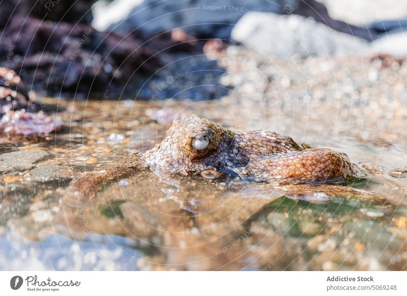 Octopus swimming in clear water octopus float wildlife fauna shallow underwater sea habitat specie creature transparent animal nature aqua marine sunlight