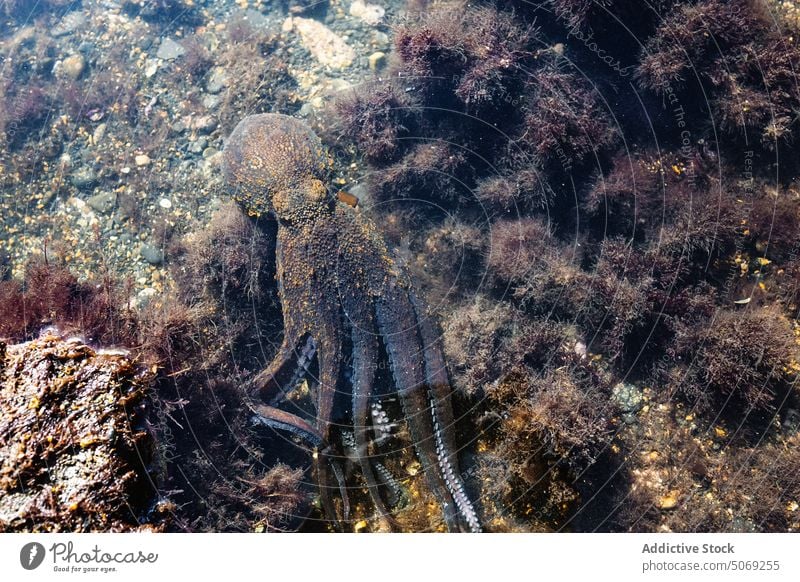 Octopus swimming in clear water octopus float wildlife fauna shallow underwater sea habitat specie creature transparent animal nature aqua marine sunlight