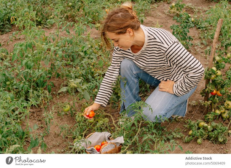 Female farmer picking ripe tomatoes woman harvest plant agriculture summer organic female young countryside rural plantation season cultivate vegetable gardener