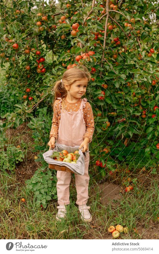 Cheerful little preschool girl with basket of apples in garden cheerful fresh small cute summer kid fruit nature adorable child harvest green ripe happy organic