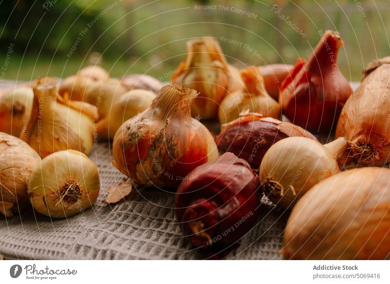 Onions drying on ornamental cloth onion bunch tablecloth ripe harvest rustic peel raw organic fresh vegetable ingredient vitamin natural season vegan vegetarian