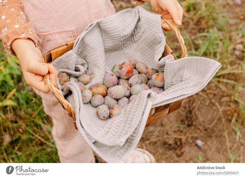 Child demonstrating ripe plums on cotton textile in basket in summer child demonstrate garden wicker wooden kid fresh grass show organic collect harvest