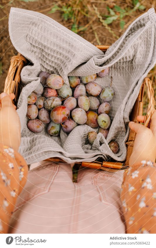 Child demonstrating ripe plums on cotton textile in basket in summer child demonstrate garden wicker wooden kid fresh grass show organic collect harvest