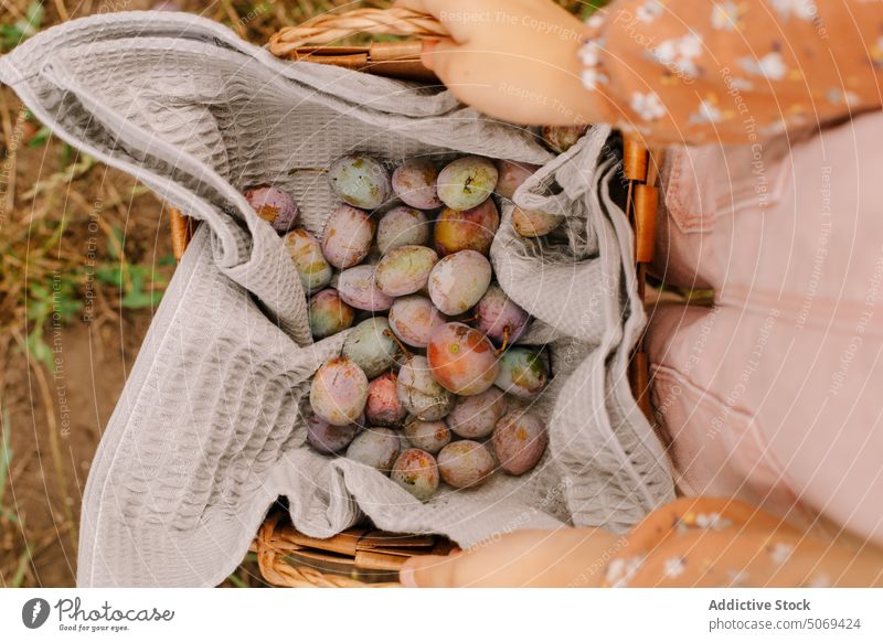 Child demonstrating ripe plums on cotton textile in basket in summer child demonstrate garden wicker wooden kid fresh grass show organic collect harvest