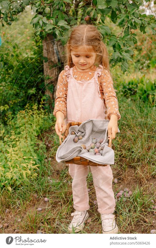 Cute little girl admiring fresh plums in basket in garden of countryside sweet small sunny adorable show child harvest cute preschool ripe agriculture summer