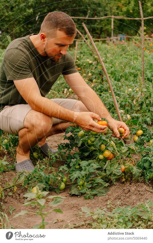 Careful bearded farmer picking ripe tomatoes from bush in garden careful collect fresh leaf plantation land summer man agriculture harvest nature vegetable