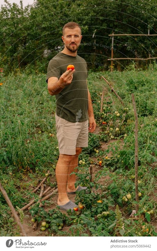 Bearded gardener showing little fresh red tomato in lush green plantation farmer demonstrate greenery ripe harvest vegetable man agriculture healthy nature