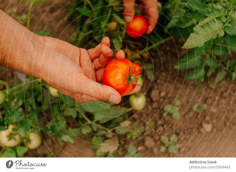 Hand of farmer picking ripe tomatoes from bush in garden hand careful collect body part fresh leaf anonymous plantation land summer man agriculture harvest