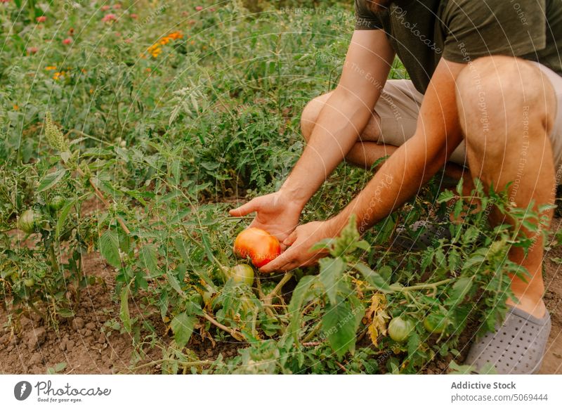 Hand of farmer picking ripe tomatoes from bush in garden hand careful collect body part fresh leaf anonymous plantation land summer man agriculture harvest