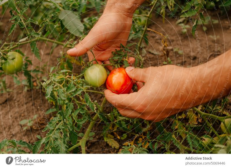 Hand of farmer picking ripe tomatoes from bush in garden hand careful collect body part fresh leaf anonymous plantation land summer man agriculture harvest